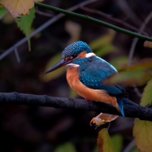 ③人気物のカワセミ　浮間公園