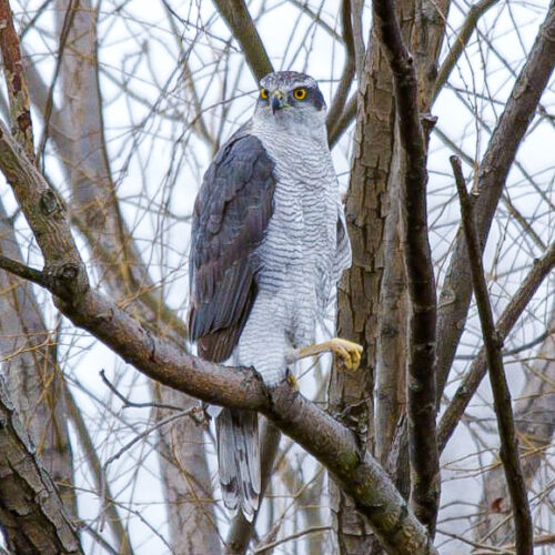 ⑥都会に順応する　オオタカ　舎人公園