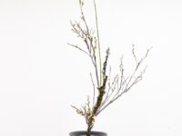 「華道の世界」1. 　岡田博幸（2004年・A卒）