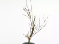 「華道の世界」1. 　岡田博幸（2004年・A卒）
